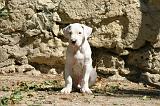 DOGUE ARGENTIN 543